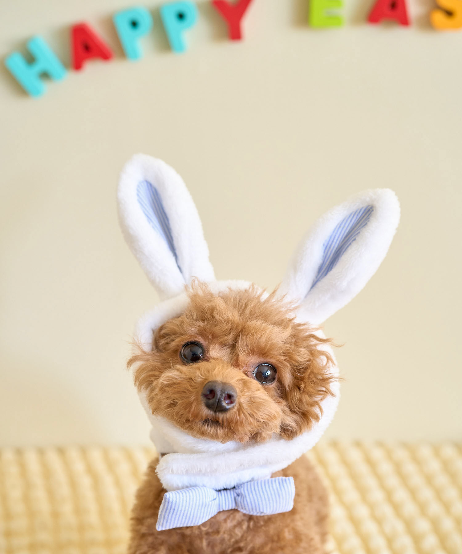 ROPE PICNIC PASSAGE「【DOG】イースターうさぎ犬」|その他|