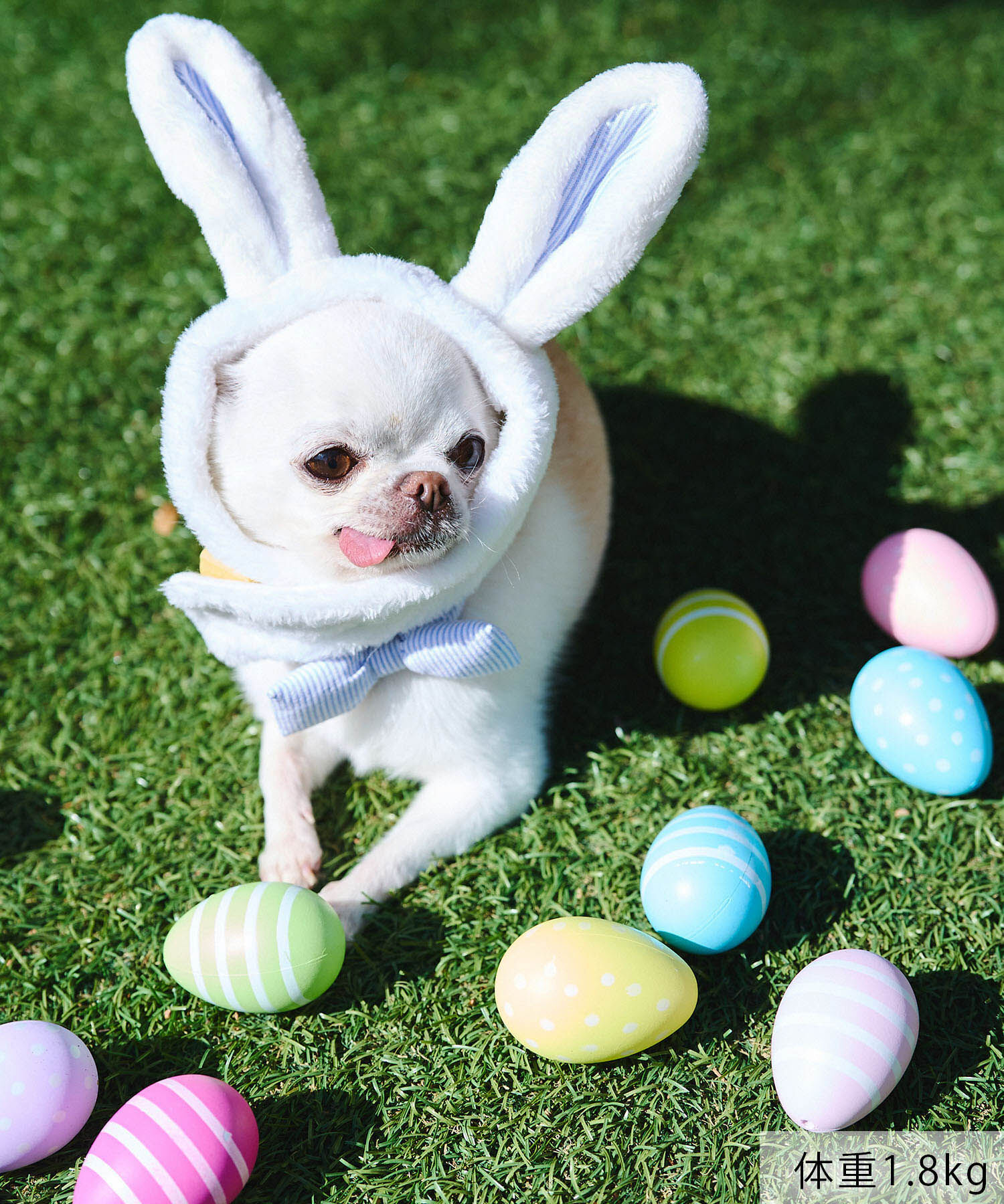 ROPE PICNIC PASSAGE「【DOG】イースターうさぎ犬」|その他|