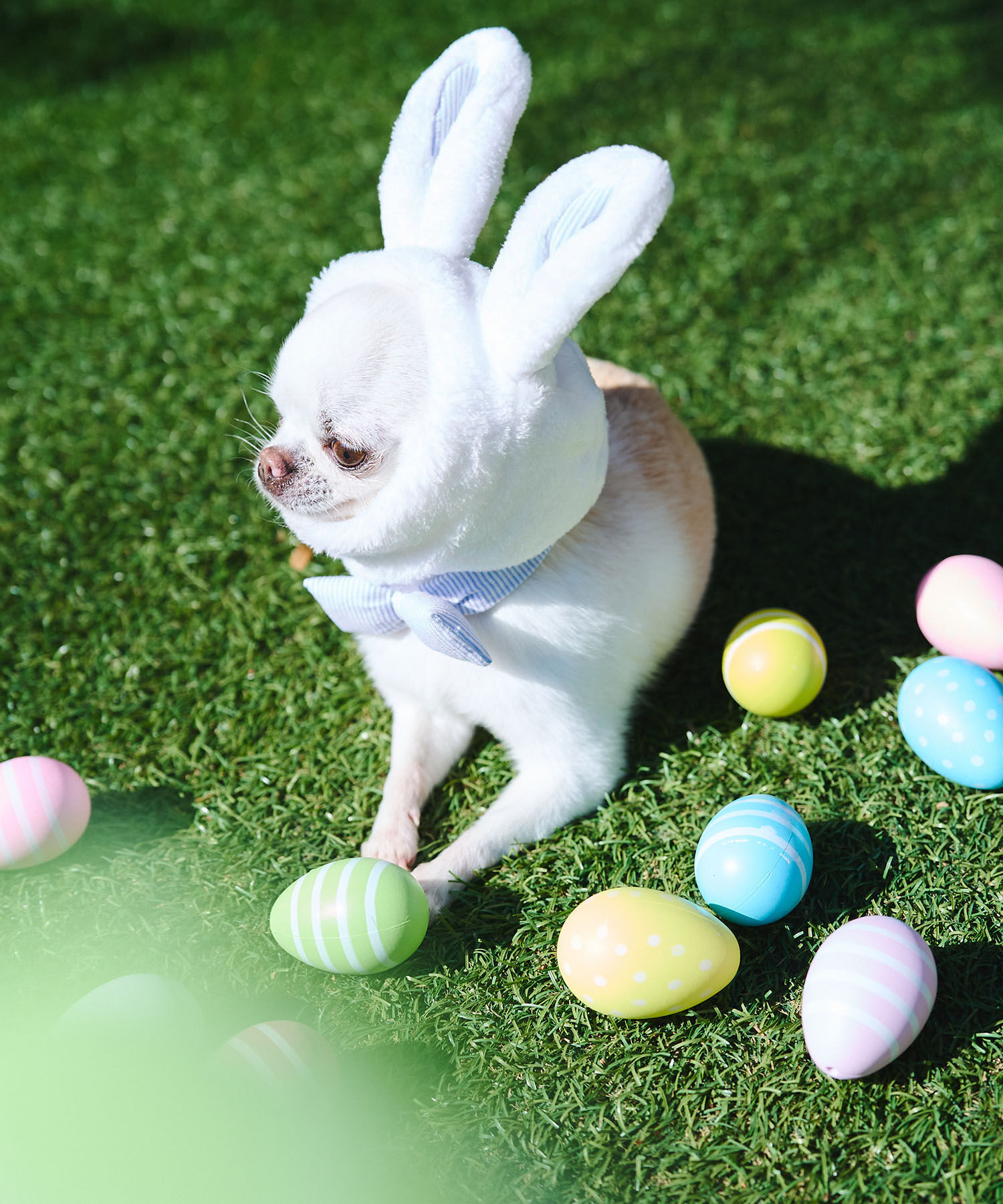 ROPE PICNIC PASSAGE「【DOG】イースターうさぎ犬」|その他|