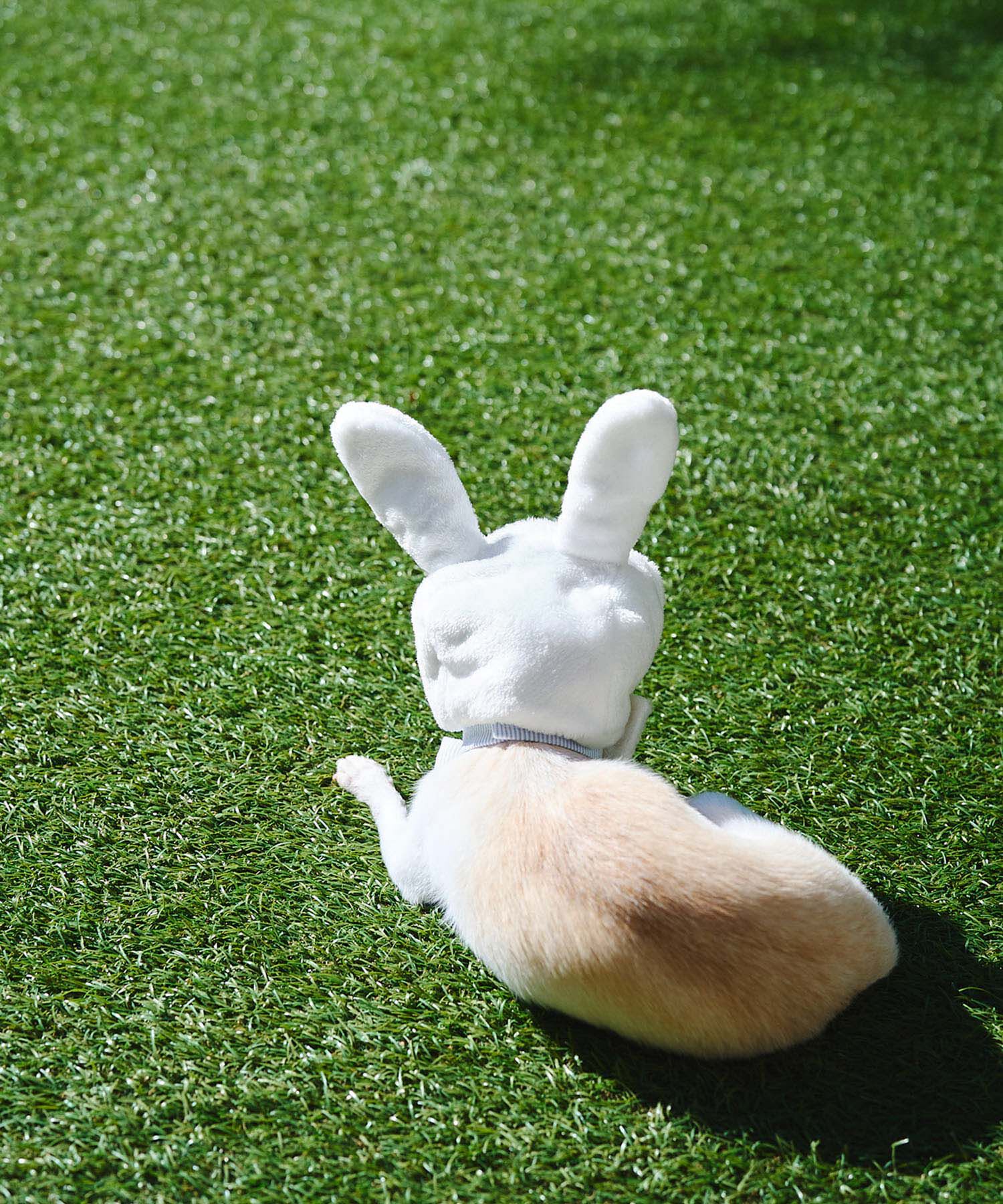 ROPE PICNIC PASSAGE「【DOG】イースターうさぎ犬」|その他|