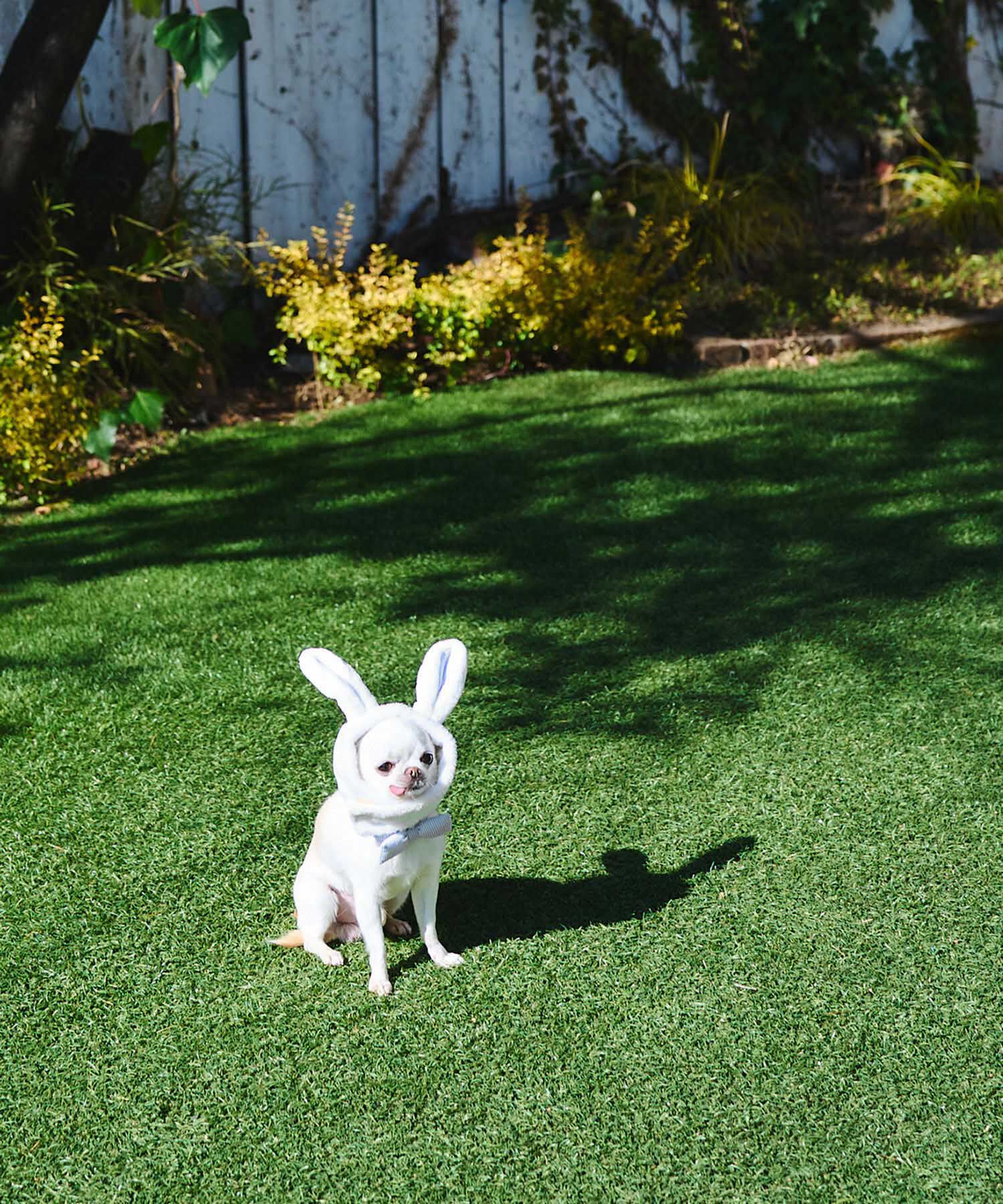 ROPE PICNIC PASSAGE「【DOG】イースターうさぎ犬」|その他|