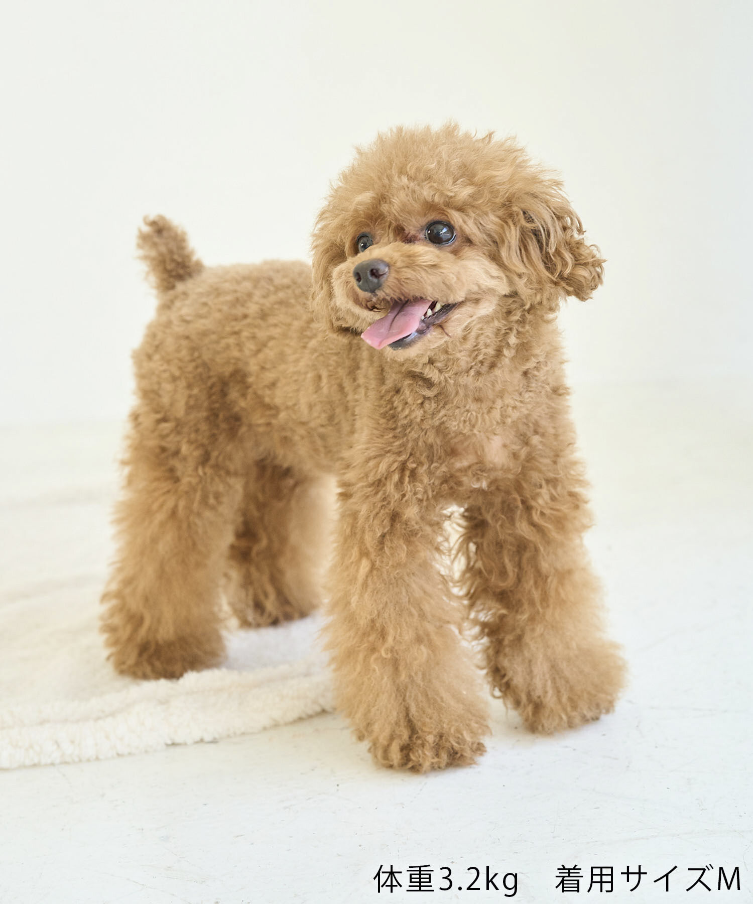 ROPE PICNIC PASSAGE「【DOG】ハロウィン魔女セット」|その他|