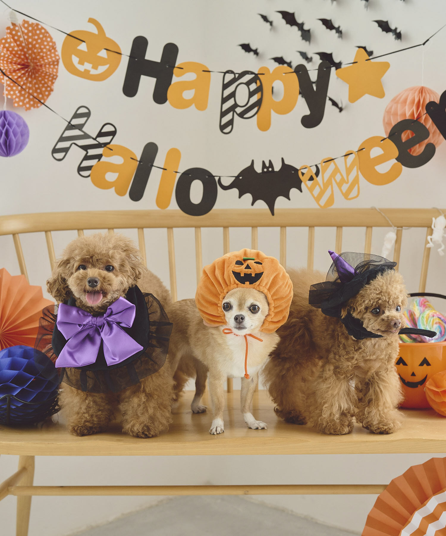 ROPE PICNIC PASSAGE「【DOG】ハロウィン魔女セット」|その他|