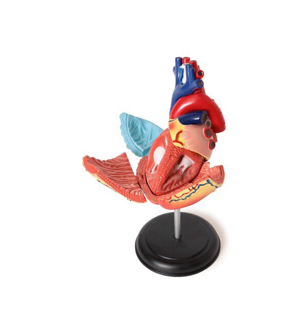 BEAMS「4D MASTER / HUMAN ANATOMY」|その他|