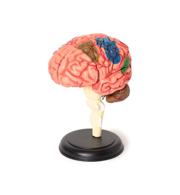 BEAMS「4D MASTER / HUMAN ANATOMY」|その他|BRAIN