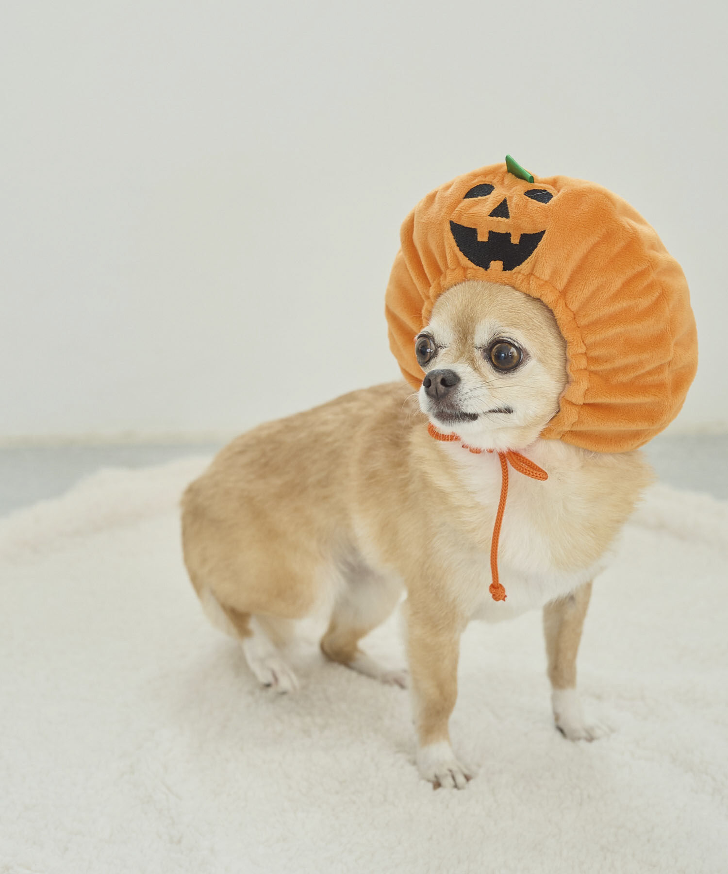ROPE PICNIC PASSAGE「【DOG】ハロウィンかぼちゃ」|その他|