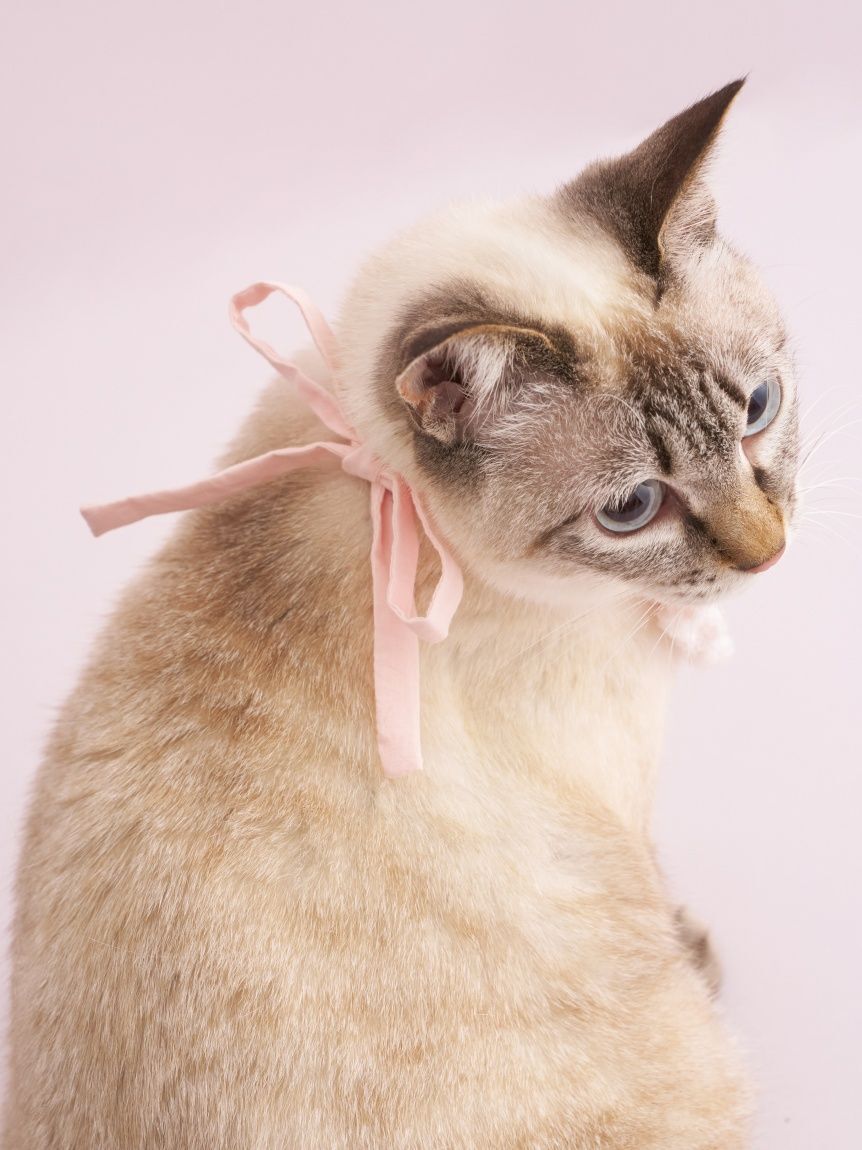  GELATO PIQUE CAT&DOG「【CAT&DOG】【Birthday】スムーズィーバースデースタイ」|その他|