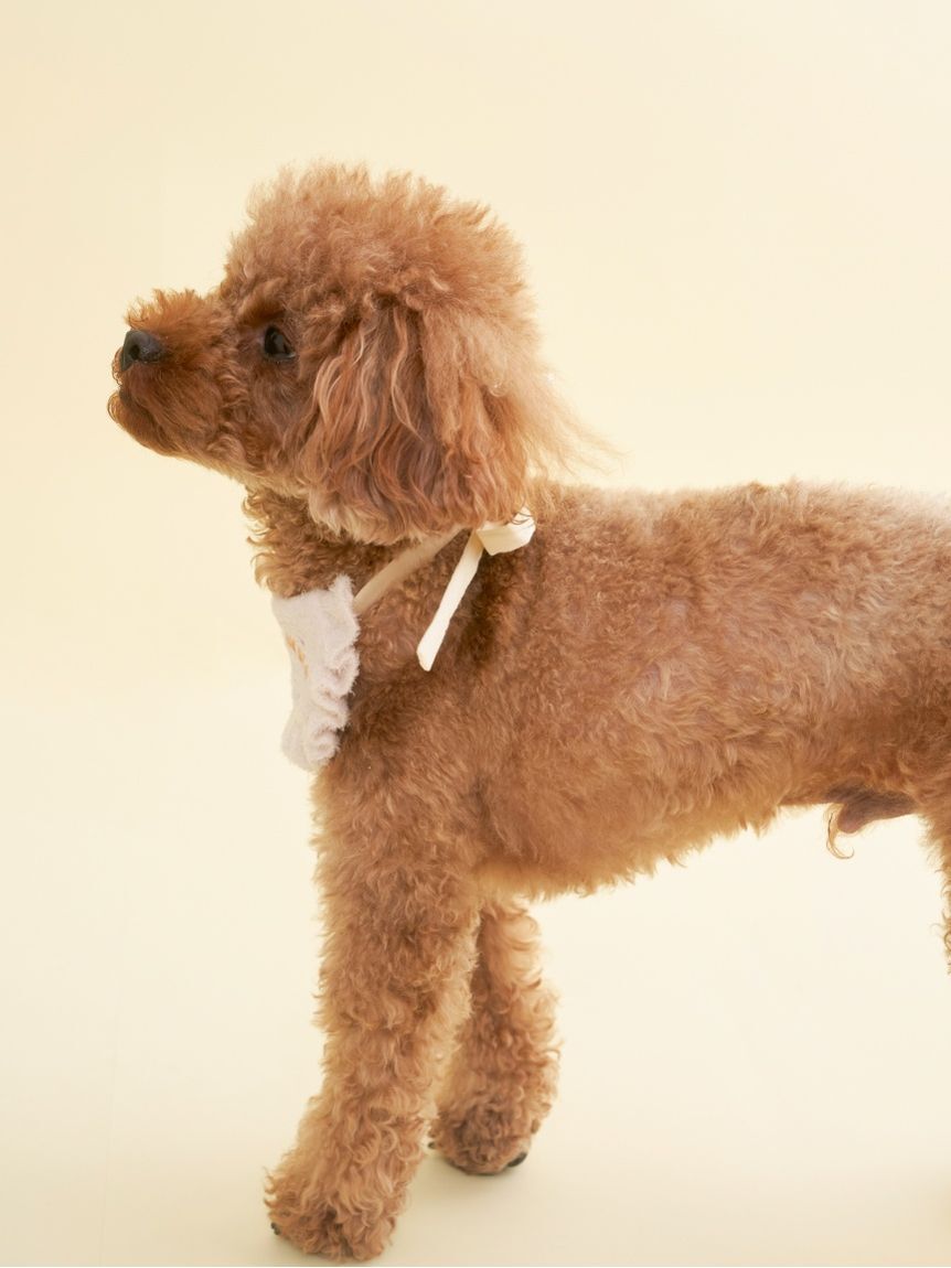  GELATO PIQUE CAT&DOG「【CAT&DOG】【Birthday】スムーズィーバースデースタイ」|その他|