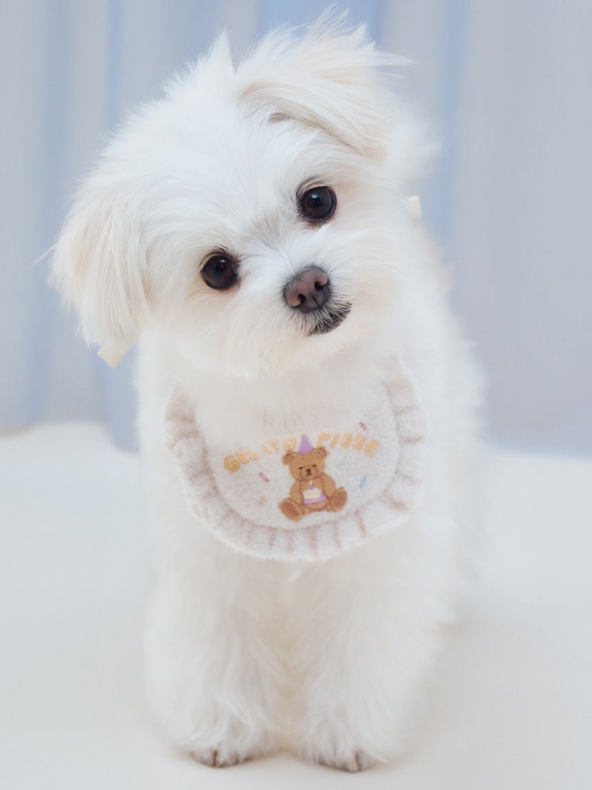  GELATO PIQUE CAT&DOG「【CAT&DOG】【Birthday】スムーズィーバースデースタイ」|その他|