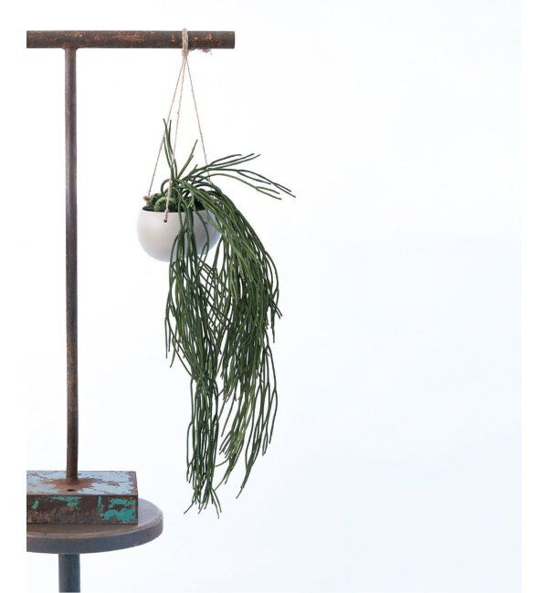 journal standard Furniture「【Brown./ブラウン】リプサリス BLハンギングポット　フェイクグリーン」|その他|グリーン