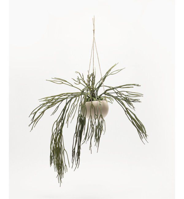 journal standard Furniture「【Brown./ブラウン】リプサリス BLハンギングポット　フェイクグリーン」|その他|