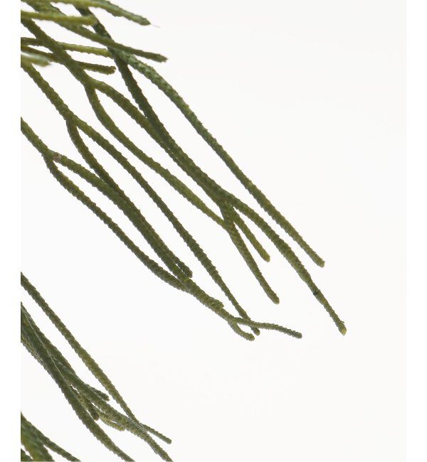 journal standard Furniture「【Brown./ブラウン】リプサリス BLハンギングポット　フェイクグリーン」|その他|