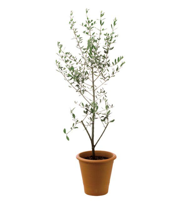 journal standard Furniture「ギフトカタログ【蘭】」|その他|