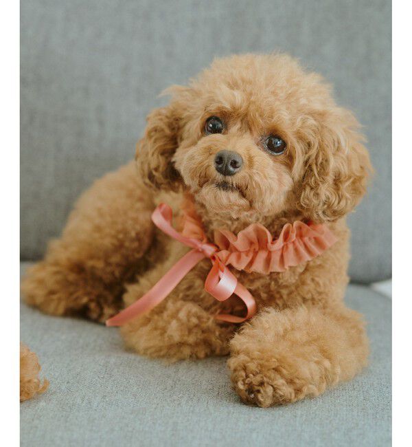 ROPE PICNIC PASSAGE「【DOG】チュールスタイ」|その他|