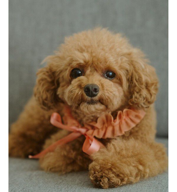 ROPE PICNIC PASSAGE「【DOG】チュールスタイ」|その他|オレンジ(70)