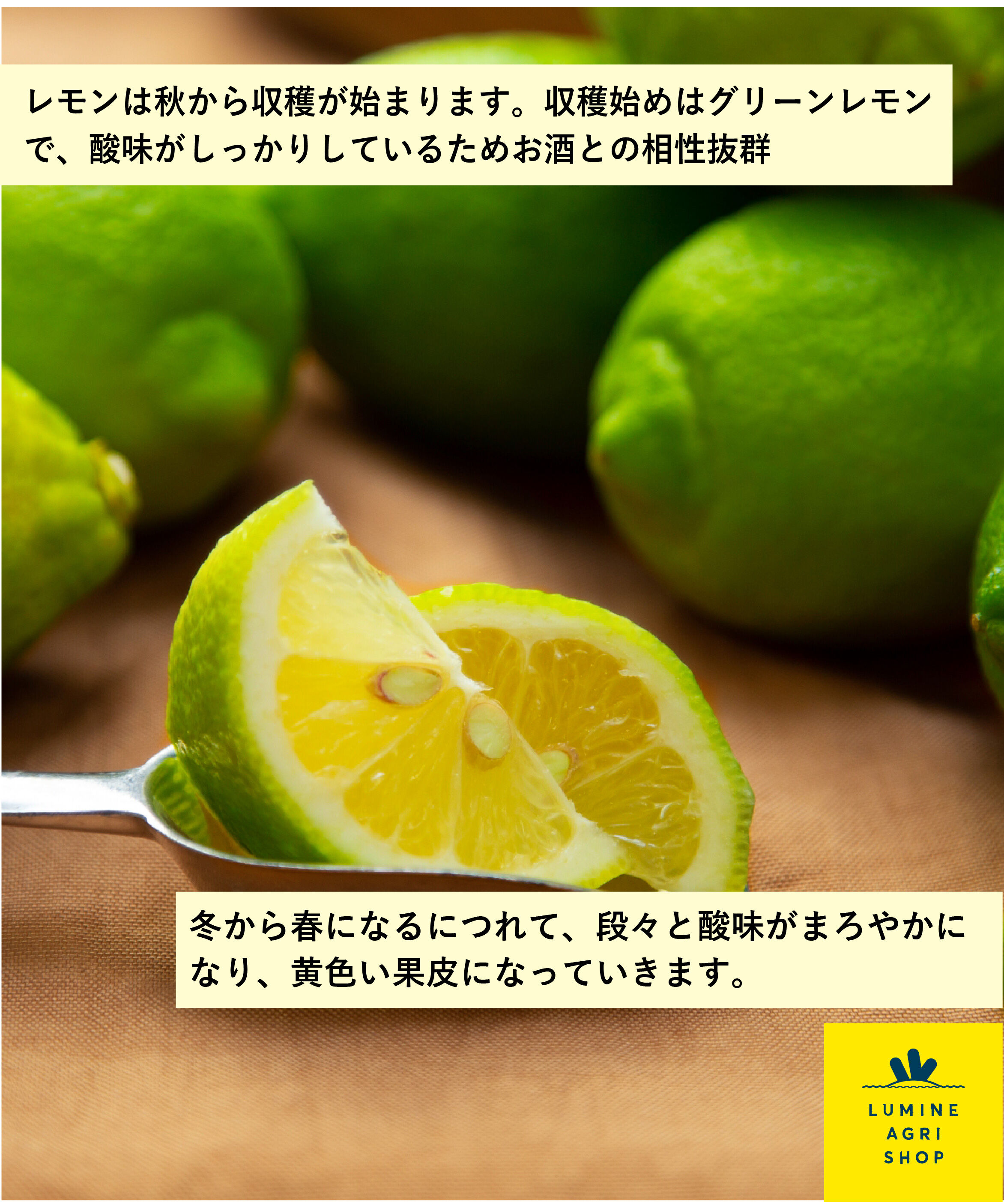 LUMINE AGRI SHOP「【L-FARMERS】稲角さん家の季節と変わるレモン」|果物・野菜|