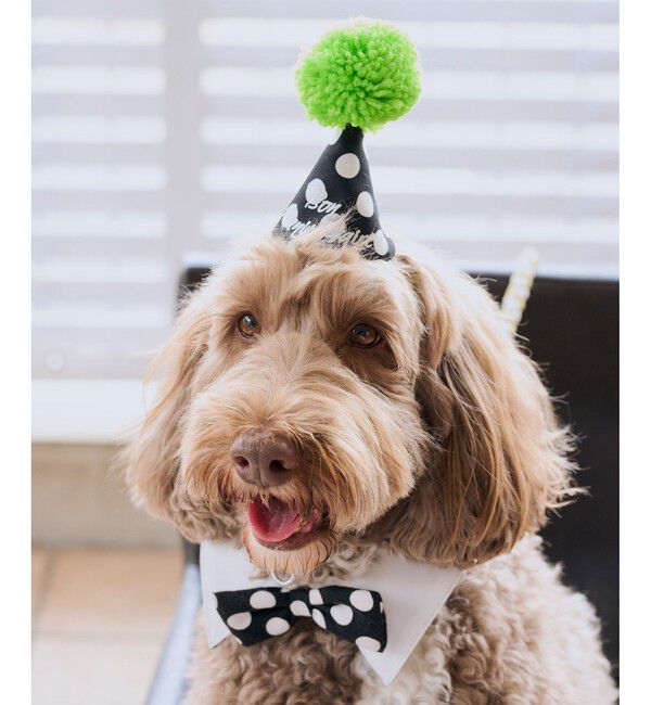 ROPE PICNIC PASSAGE「【DOG】【comif(コミフ)&times;ROPE' PICNIC】バースデーセット」|その他|ライトグリン(33)