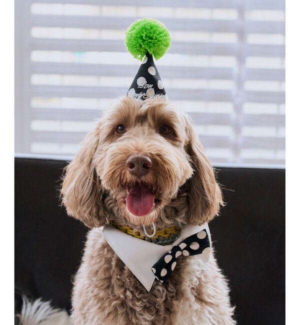 ROPE PICNIC PASSAGE「【DOG】【comif(コミフ)&times;ROPE' PICNIC】バースデーセット」|その他|