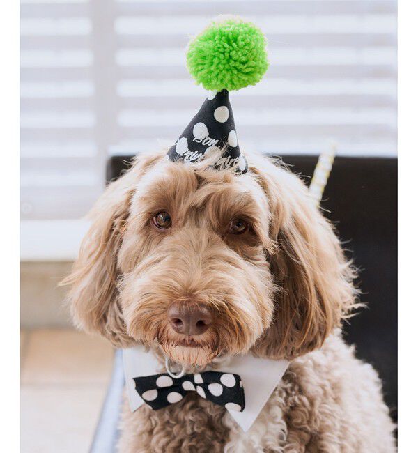 ROPE PICNIC PASSAGE「【DOG】【comif(コミフ)&times;ROPE' PICNIC】バースデーセット」|その他|