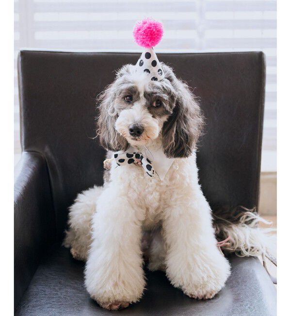 ROPE PICNIC PASSAGE「【DOG】【comif(コミフ)&times;ROPE' PICNIC】バースデーセット」|その他|