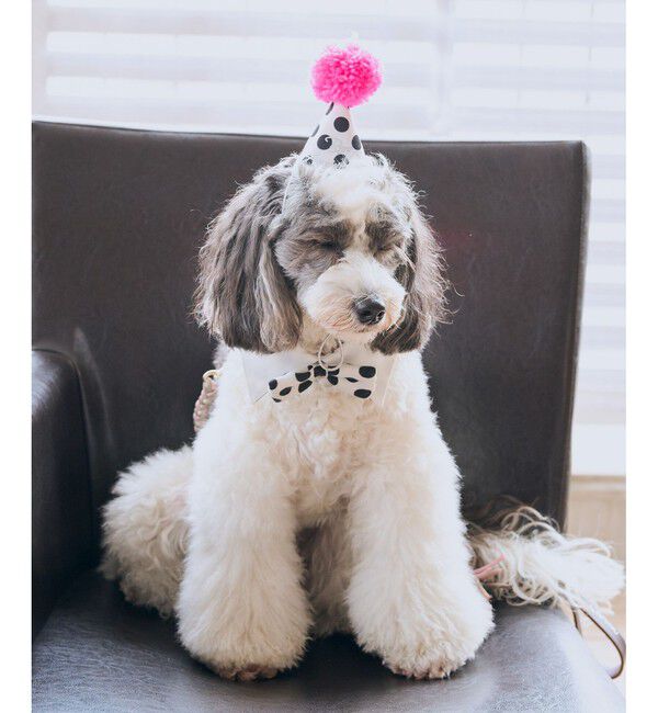 ROPE PICNIC PASSAGE「【DOG】【comif(コミフ)&times;ROPE' PICNIC】バースデーセット」|その他|