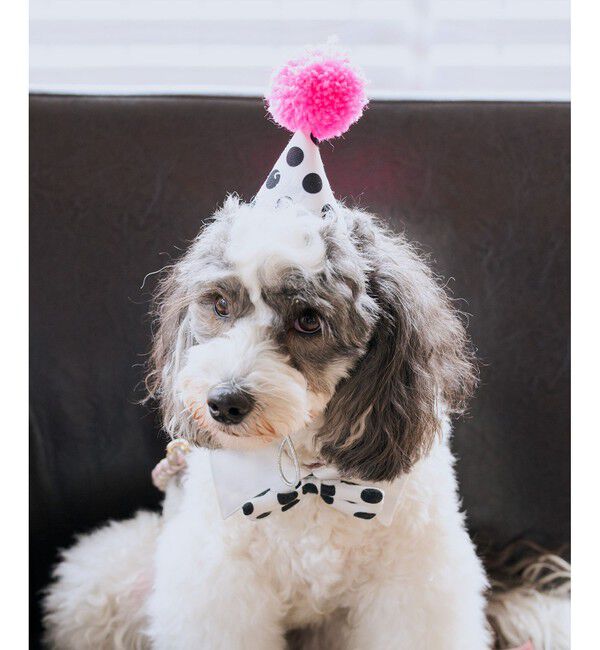 ROPE PICNIC PASSAGE「【DOG】【comif(コミフ)&times;ROPE' PICNIC】バースデーセット」|その他|ローズピンク(64)