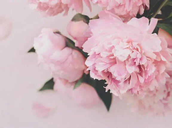 Flora Notis JILL STUART「フローラノーティス ジルスチュアート オータム セレクション」|香水・フレグランス|