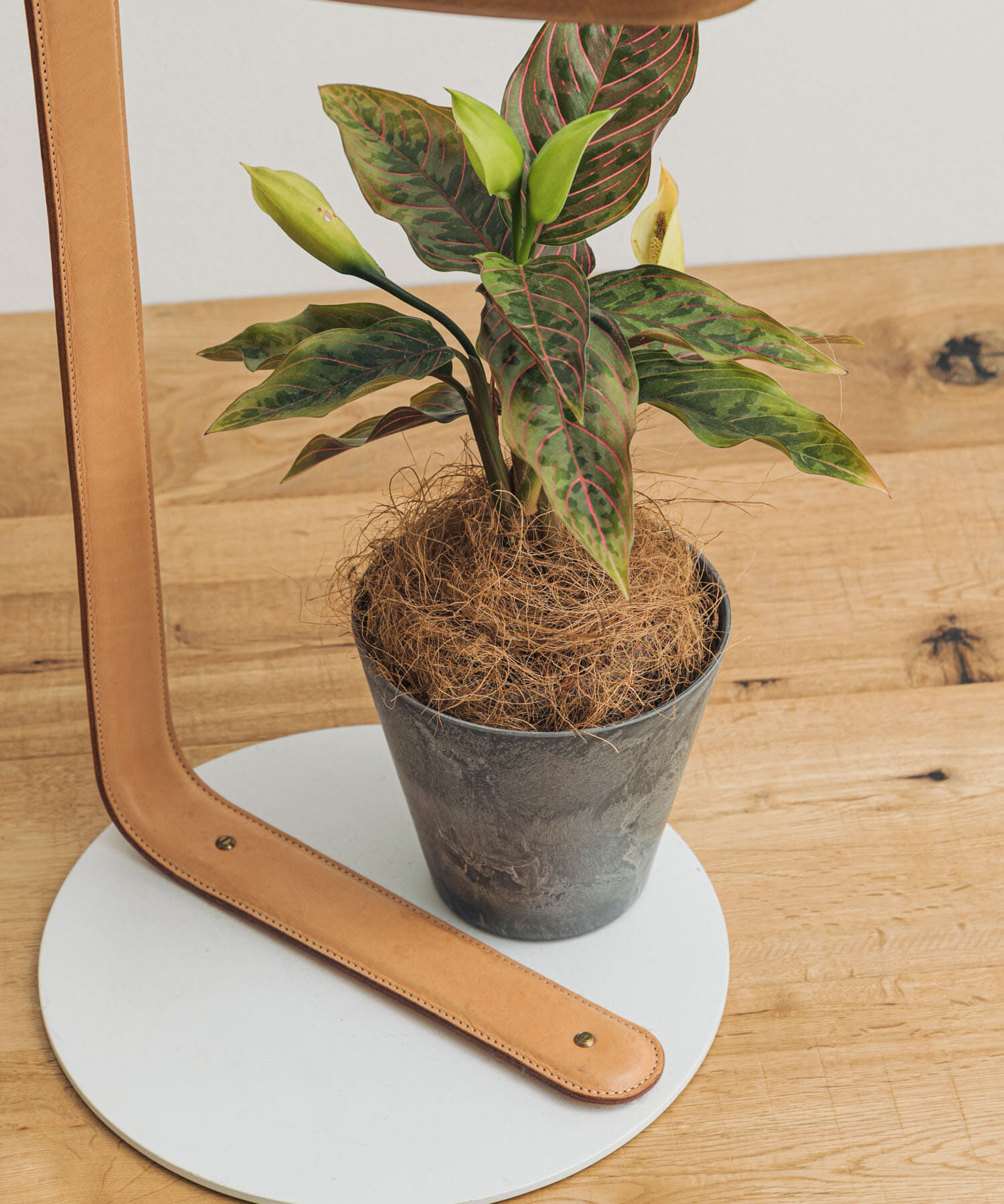 URBAN RESEARCH DOORS「amabro　ART STONE SS GY」|フィギュア・ホビー|