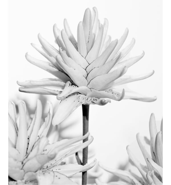 NOBLE「フラワーフォトプリントT」|Tシャツ・カットソー|