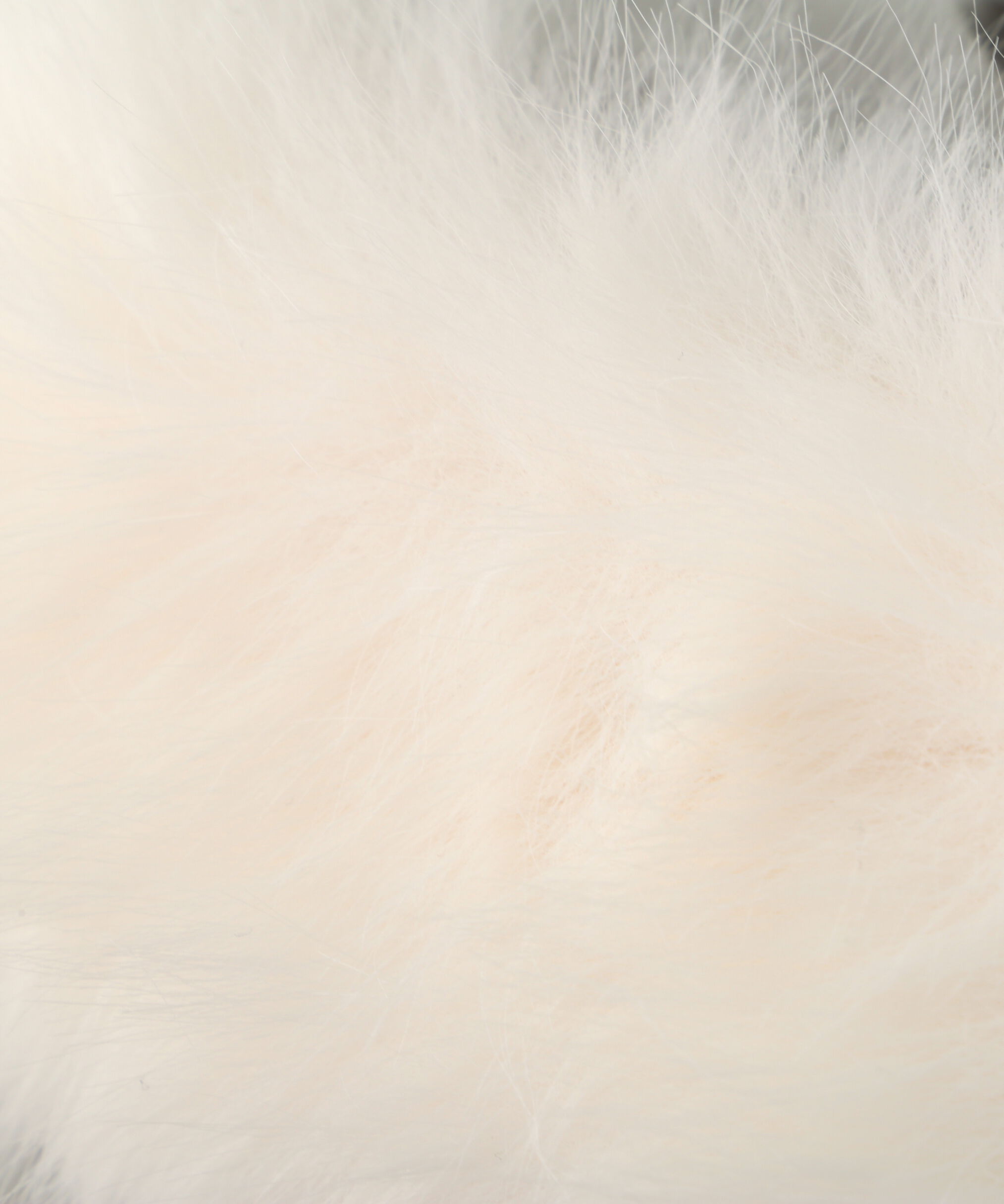  「リボンダッフルダウン」|その他|