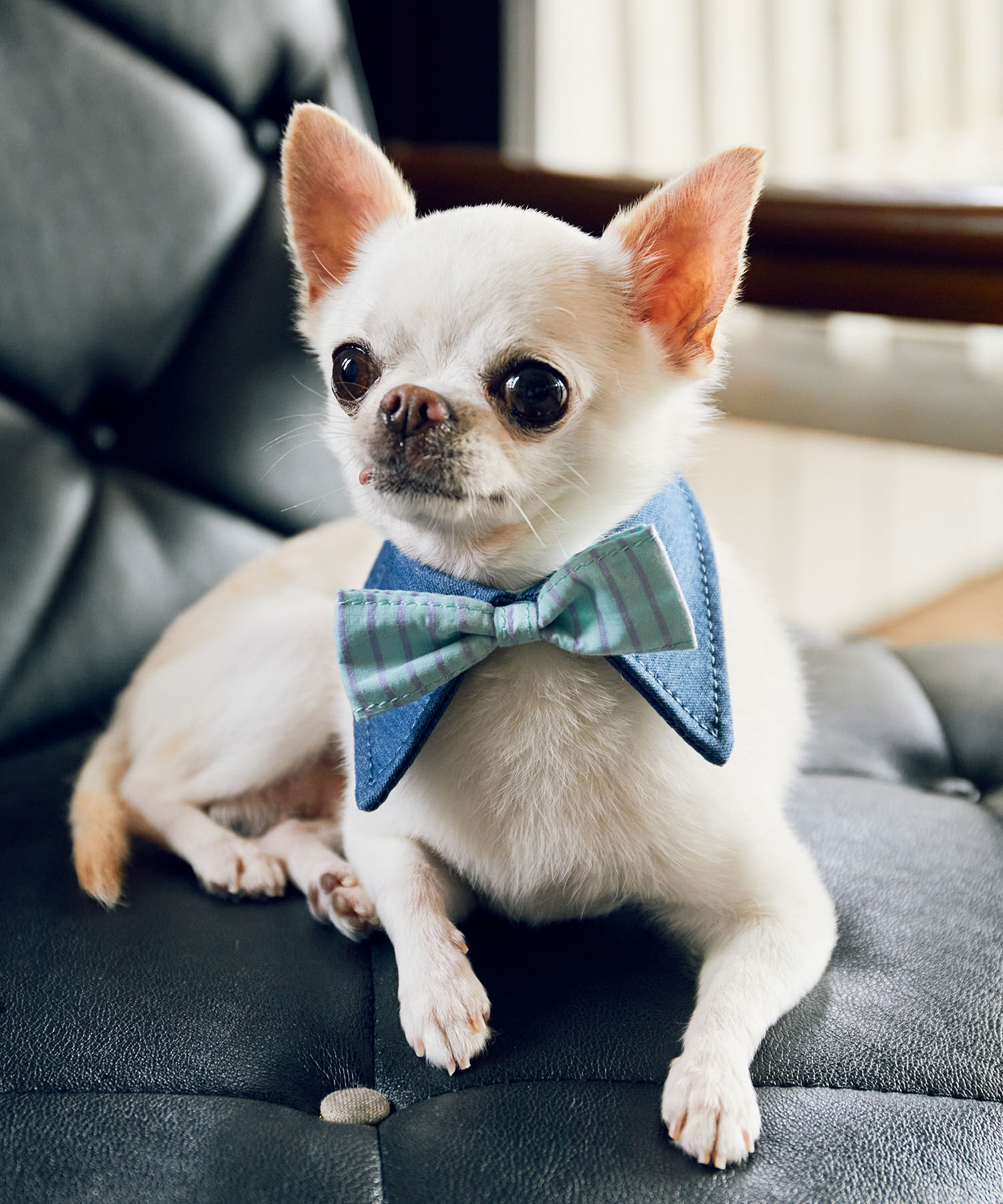 ROPE PICNIC PASSAGE「【comif(コミフ)&times;ROPE' PICNIC】【DOG】襟付き蝶ネクタイ」|その他|