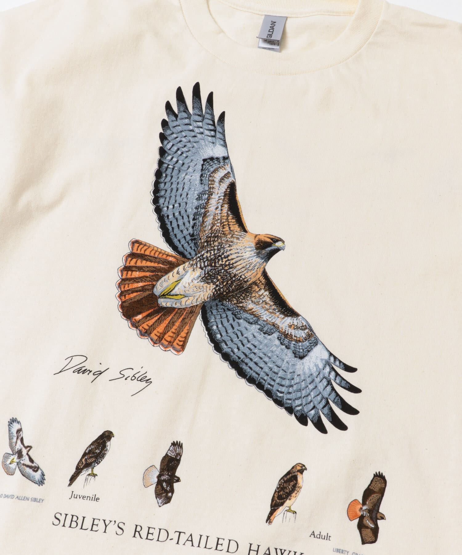 URBAN RESEARCH DOORS「LIBERTY GRAPHICS　Sibleys Red-tailed Hawk」|Tシャツ・カットソー|