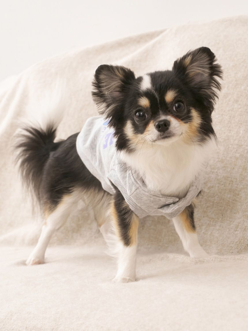  GELATO PIQUE CAT&DOG「【CAT&DOG】スポーティーベア裏毛プルオーバー」|その他|