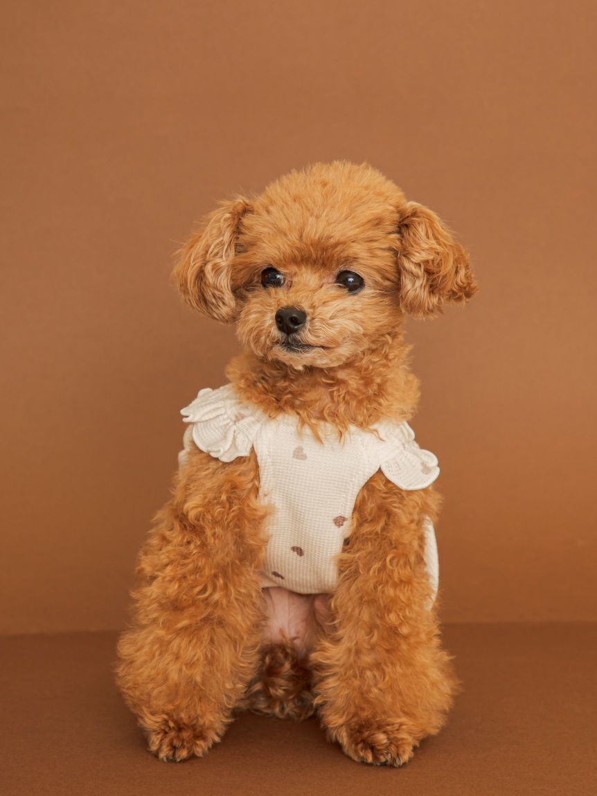  GELATO PIQUE CAT&DOG「【CAT&DOG】ハート柄フリルワンピース」|その他|