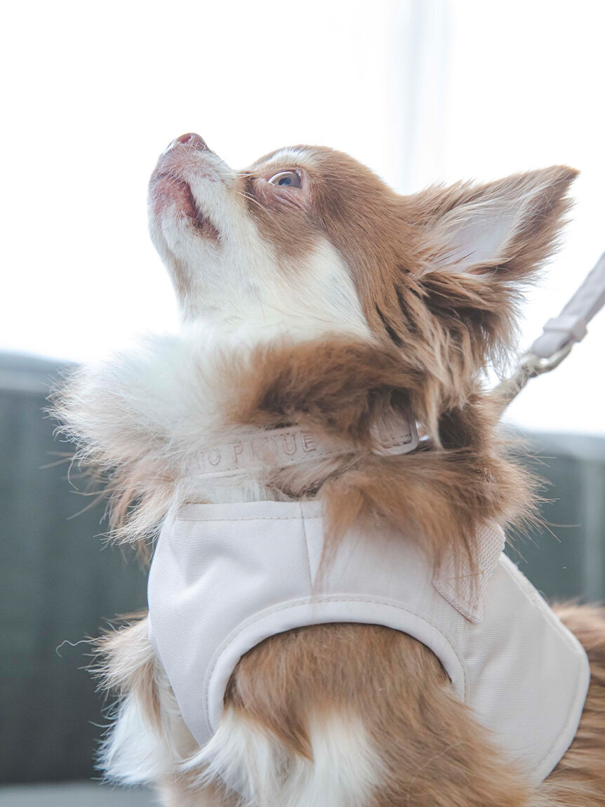  GELATO PIQUE CAT&DOG「【CAT&DOG】【販路限定商品】ハーネス」|その他|