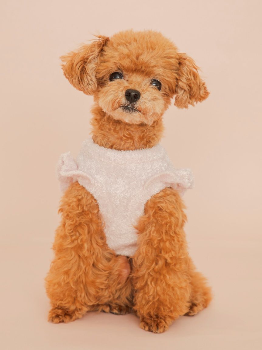  GELATO PIQUE CAT&DOG「【CAT&DOG】フルーツジャガードプルオーバー」|その他|