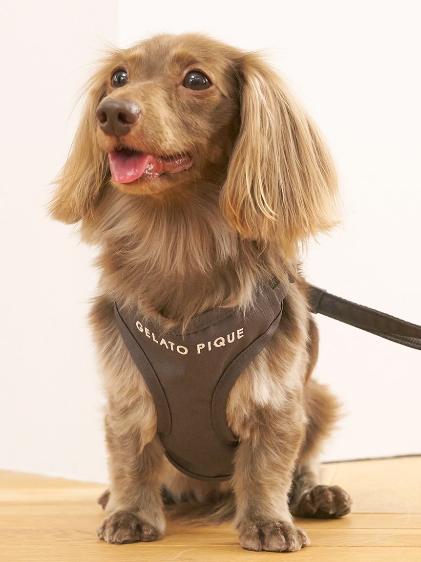  GELATO PIQUE CAT&DOG「【CAT&DOG】背中あきハーネス」|その他|CGRY