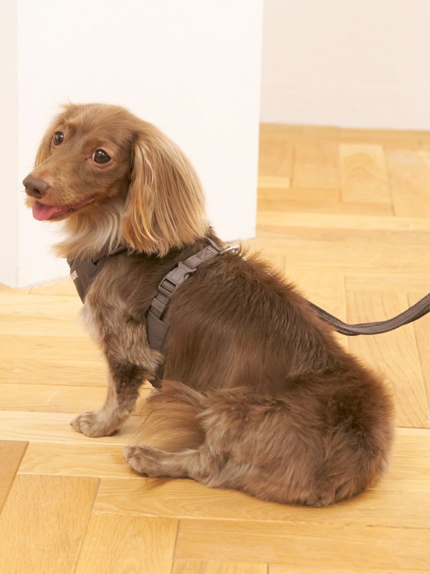  GELATO PIQUE CAT&DOG「【CAT&DOG】背中あきハーネス」|その他|