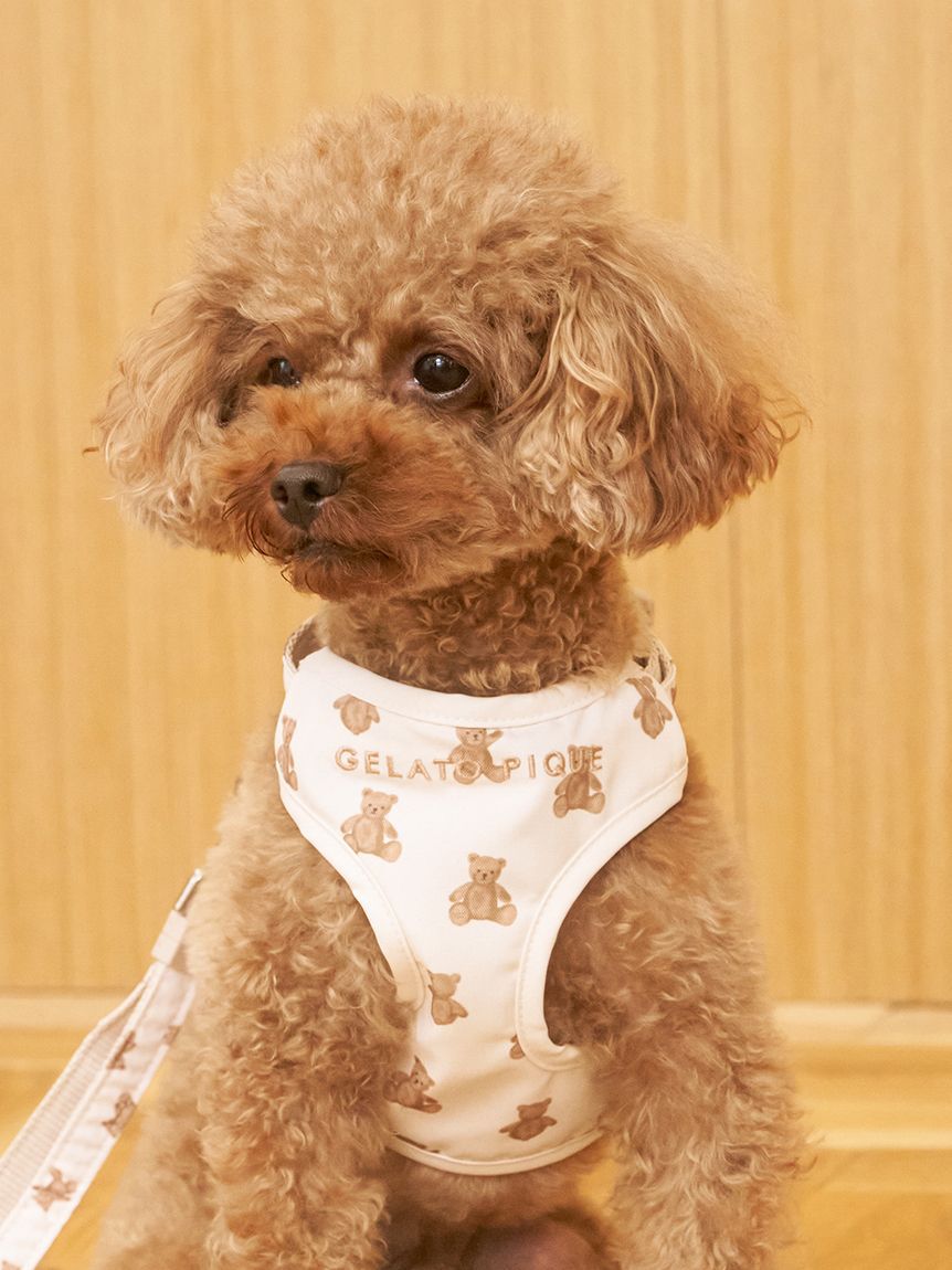  GELATO PIQUE CAT&DOG「【CAT&DOG】背中あきハーネス」|その他|BRW