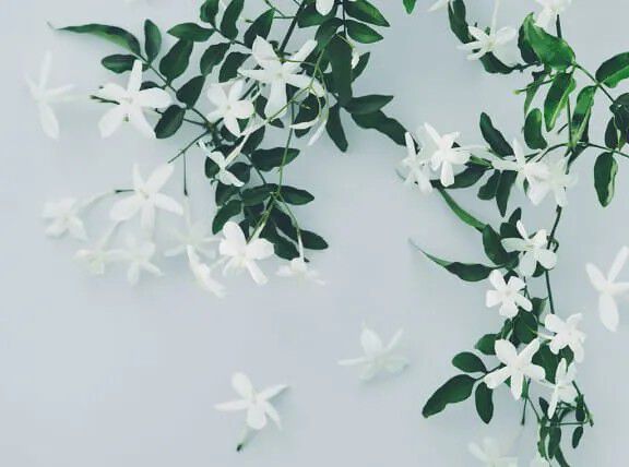 Flora Notis JILL STUART「フローラノーティスジルスチュアート　コンフォートUVセラム60g」|美容液・オイル・クリーム|