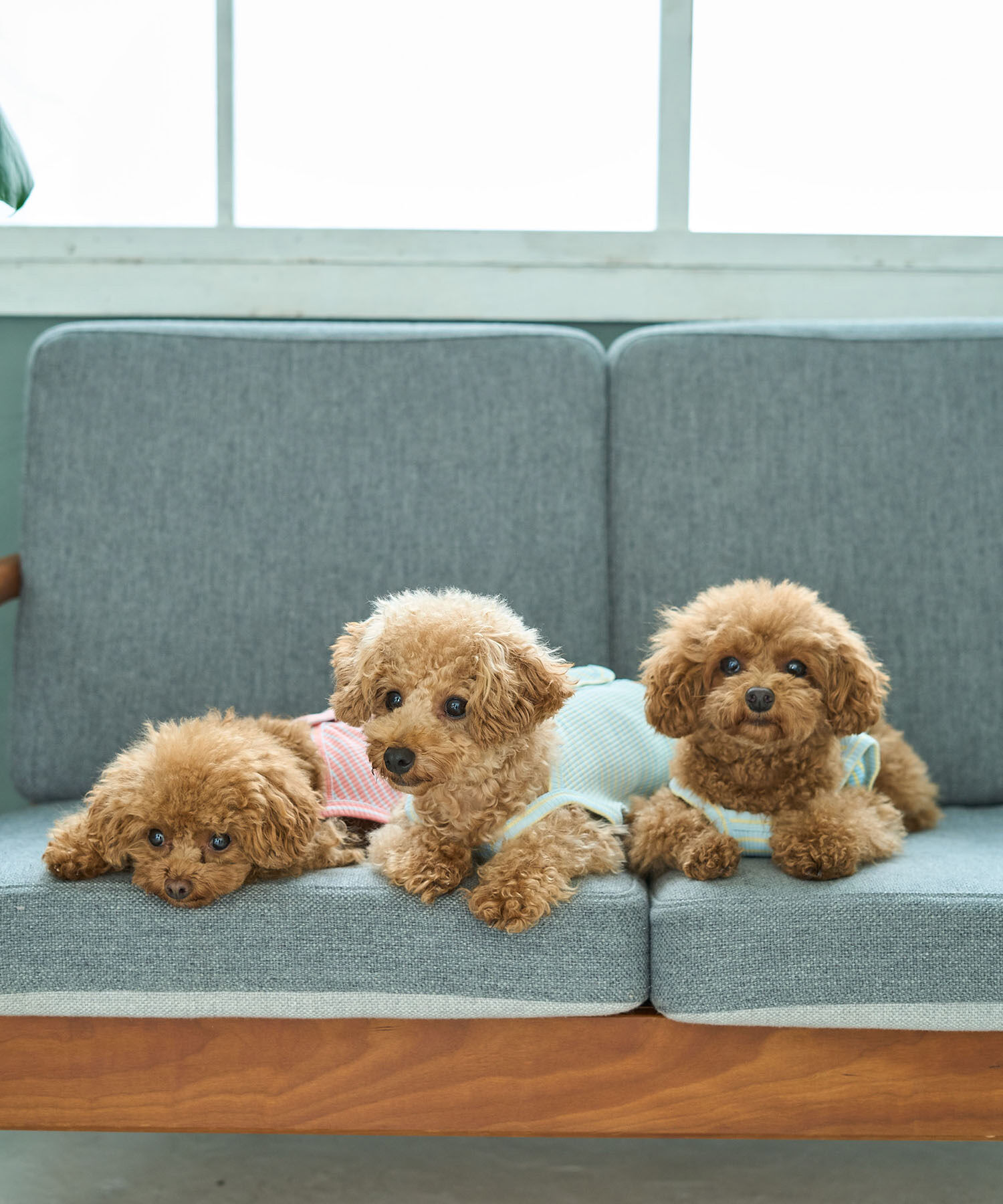 ROPE PICNIC PASSAGE「【DOG】マルチボーダーキャミソール」|その他|