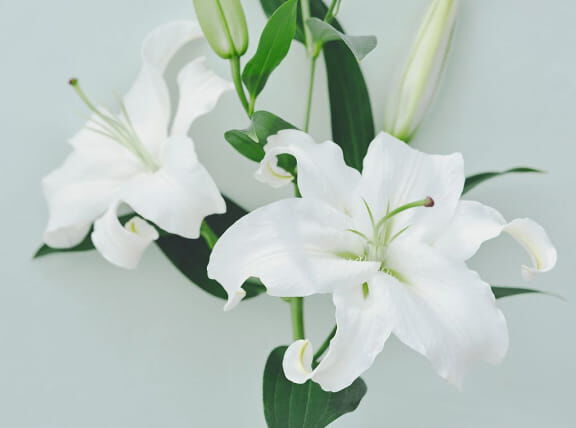 Flora Notis JILL STUART「フローラノーティス ジルスチュアート オードパルファン 100mL」|香水・フレグランス|