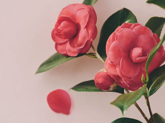 Flora Notis JILL STUART「フローラノーティス ジルスチュアート オードパルファン 100mL」|香水・フレグランス|