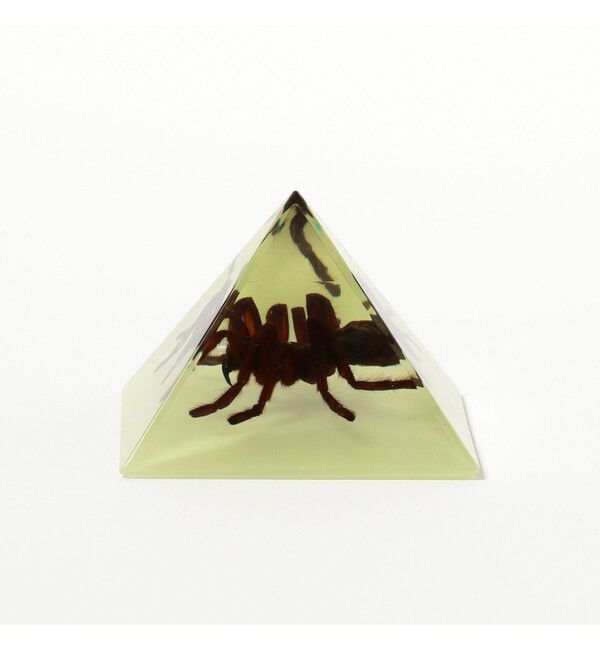 BEAMS「REAL BUG / Pyramid Tarantula」|その他|
