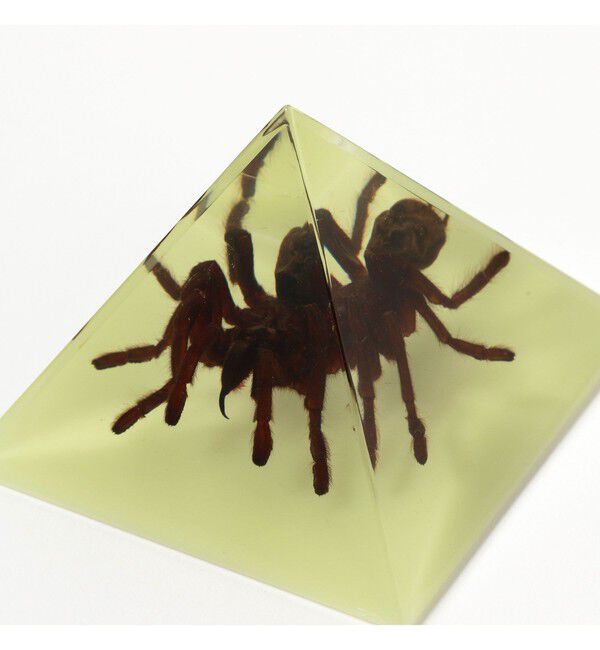 BEAMS「REAL BUG / Pyramid Tarantula」|その他|