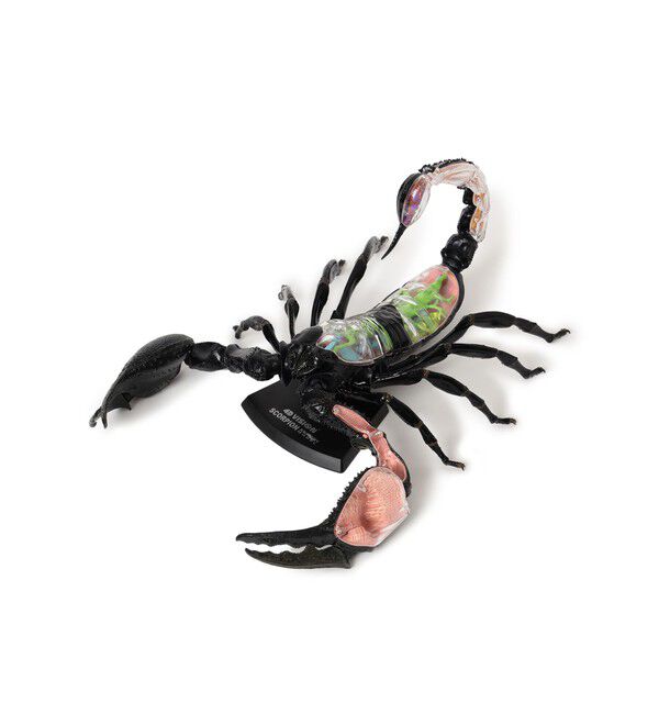 BEAMS「4D MASTER / INSECT ANATOMY」|その他|Scorpion