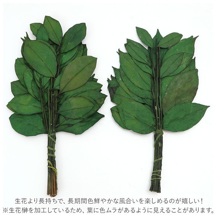 BACKYARD FAMILY「プリザーブド 榊 通販 25cm 一対 プリザーブド榊 さかき サカキ 2本 枯れない 水やり不要」|その他|