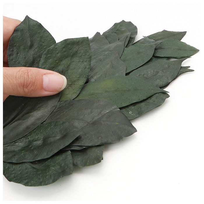 BACKYARD FAMILY「プリザーブド 榊 通販 25cm 一対 プリザーブド榊 さかき サカキ 2本 枯れない 水やり不要」|その他|