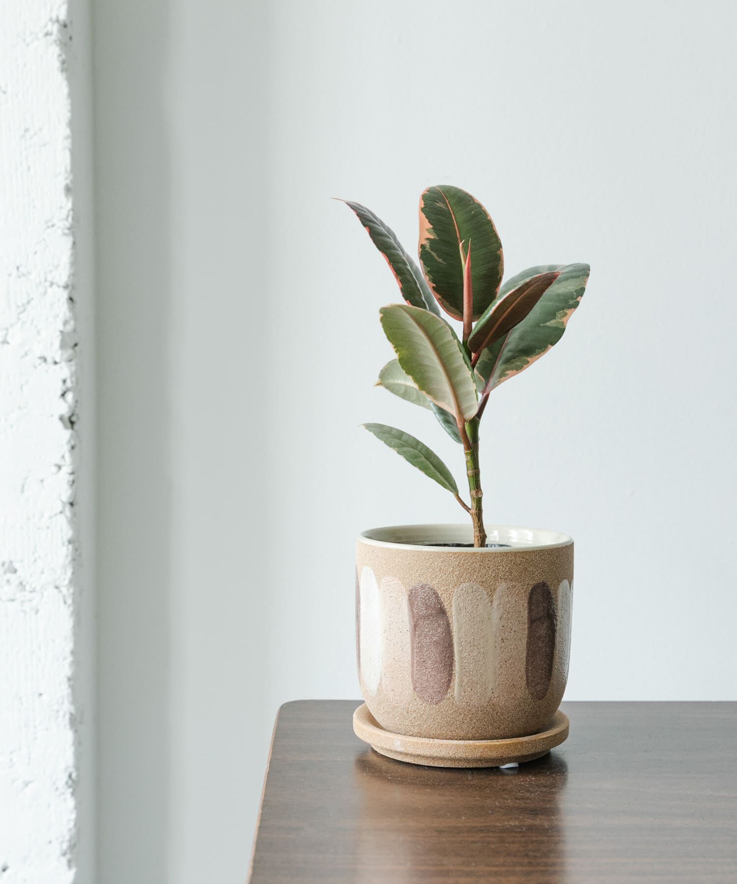 URBAN RESEARCH DOORS「FARM　デシレ 11C」|フィギュア・ホビー|ブラウン系その他