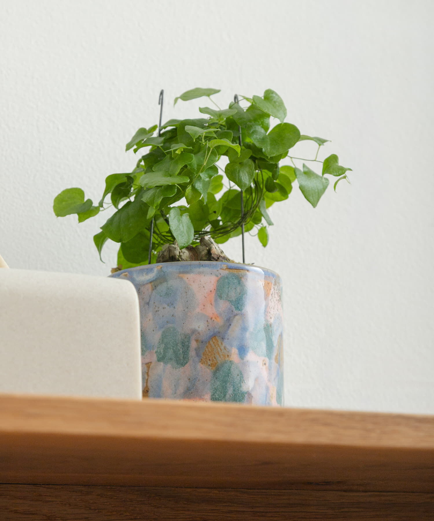 URBAN RESEARCH DOORS「Inter Plants Net　パレット 10.5」|フィギュア・ホビー|